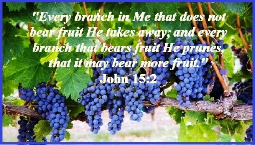 John 15 vs 2