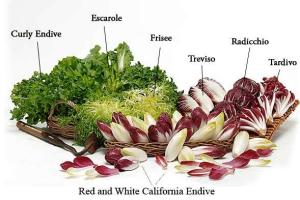 Chicory%20Family